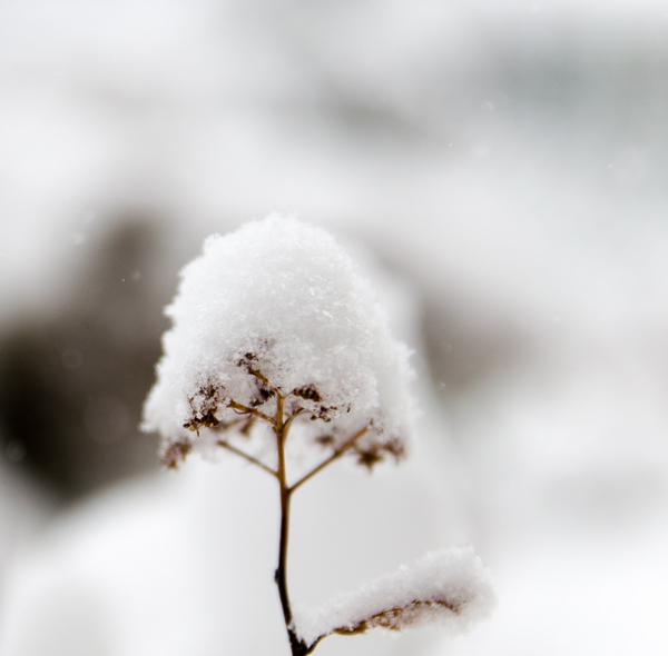 4 Gründe, warum man für Schnee dankbar sein kann: