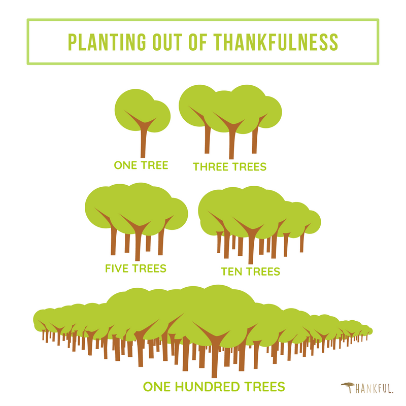 Planting out of Thankfulness - Bäume  mit THNKFl pflanzen